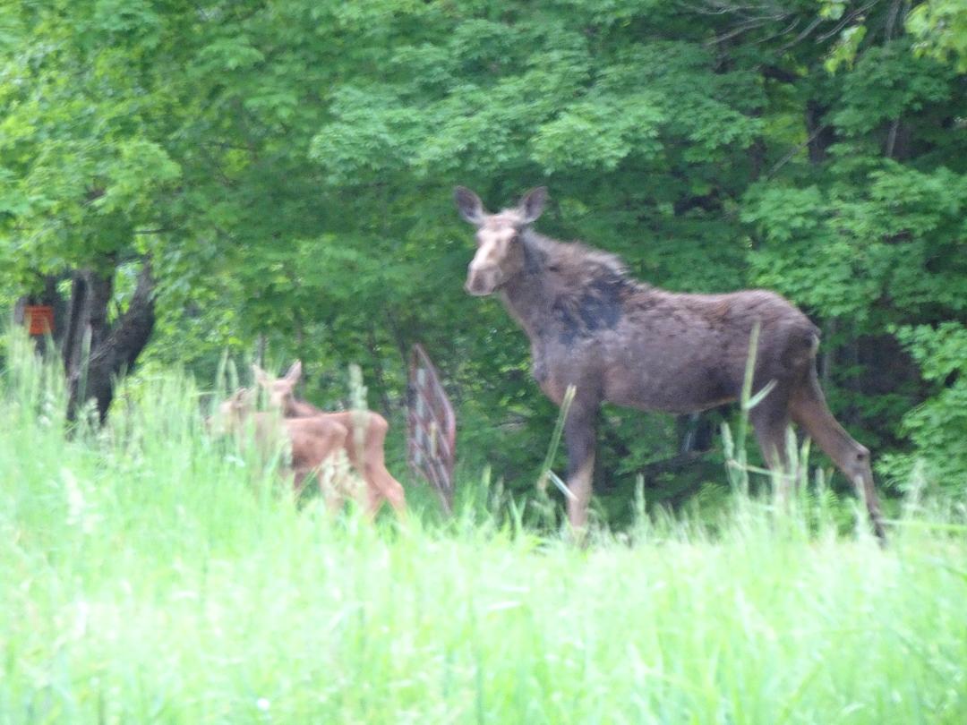 Moose Calves Sighted on Beckley Road