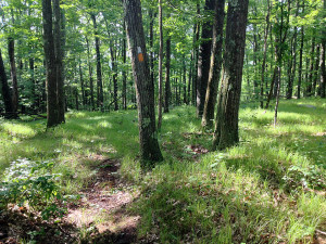 In less leafy seasons, there are excellent views from the top of Pine Mountain.