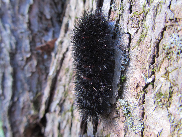 The Hidden Life in Trees