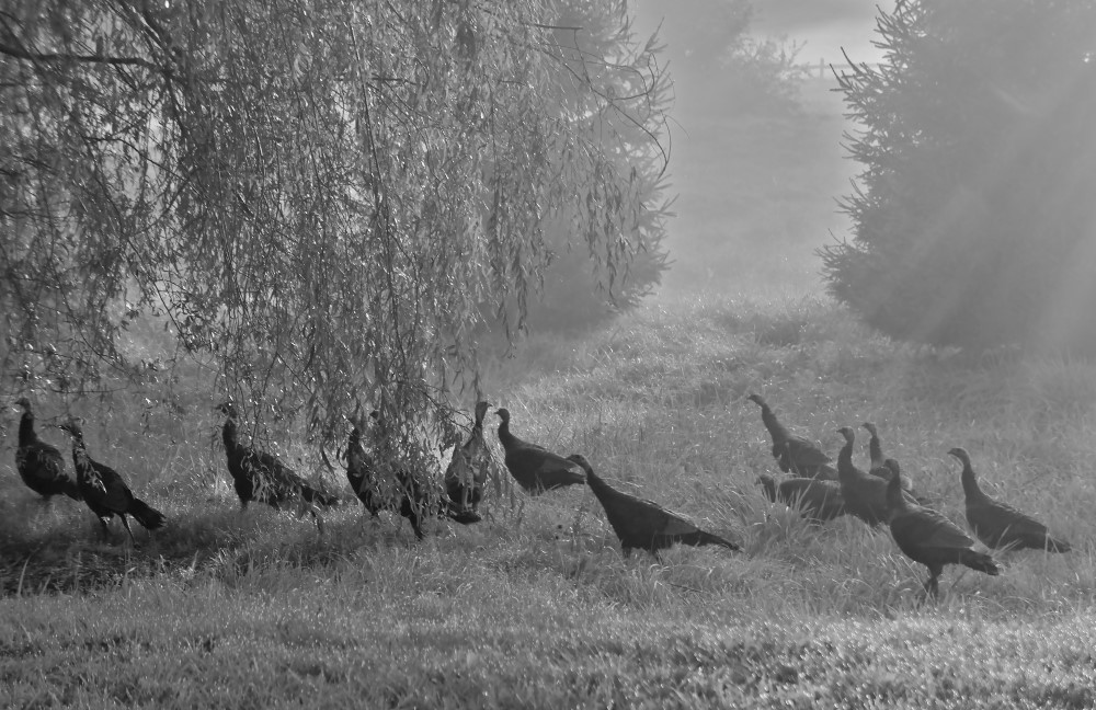 Wild Turkey Restoration Has Been Successful in Norfolk