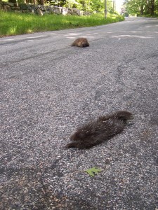 Dead baby porcupine on Winchester Rd. with its dead mother behind it. Photo by Shelley Harms.