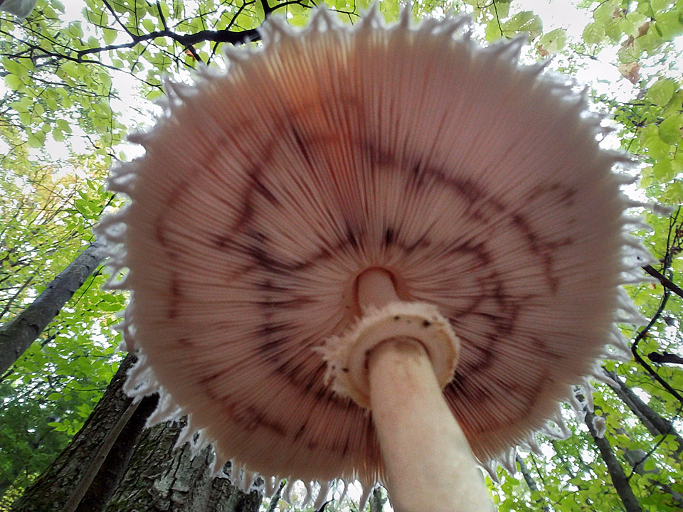 Under a Parasol on the Forest Floor