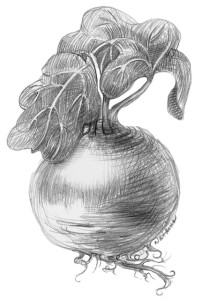 Rutabaga. Illustration © Leslie Watkins, 2015