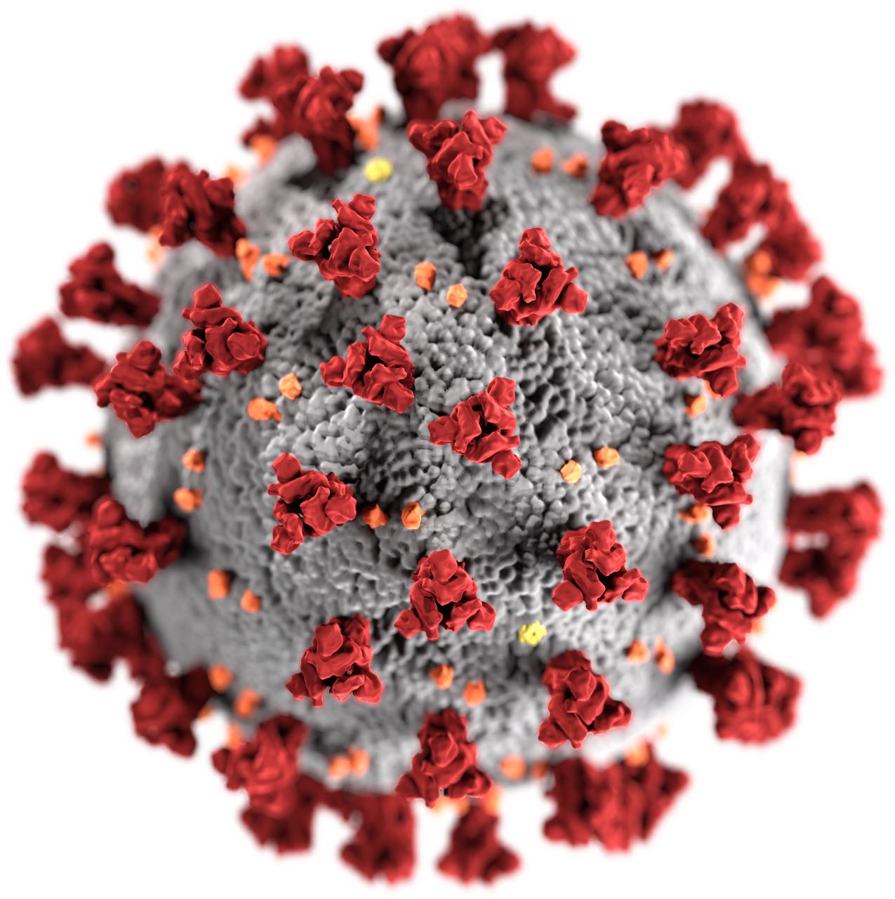 Coronavirus: How We Got Here