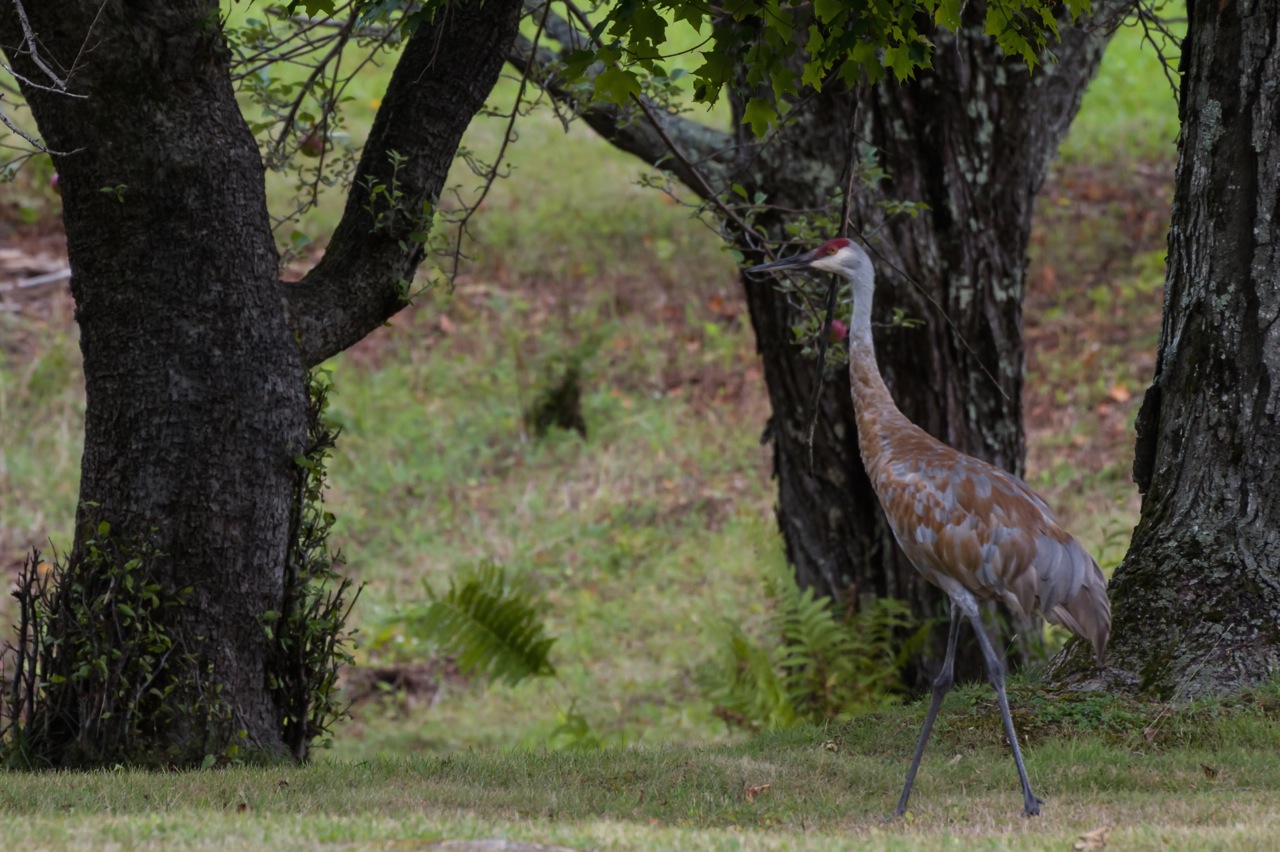 Rare Visitor Summers in Norfolk
