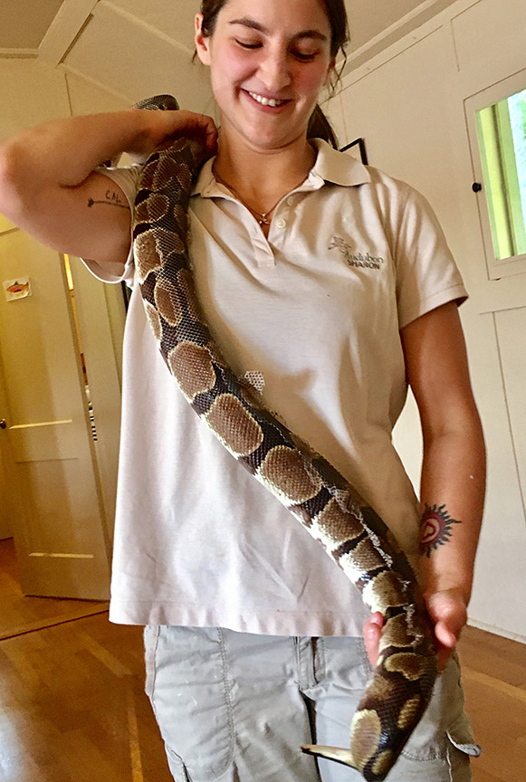 A Bearded Dragon, a Python and Their Friends Come to Norfolk