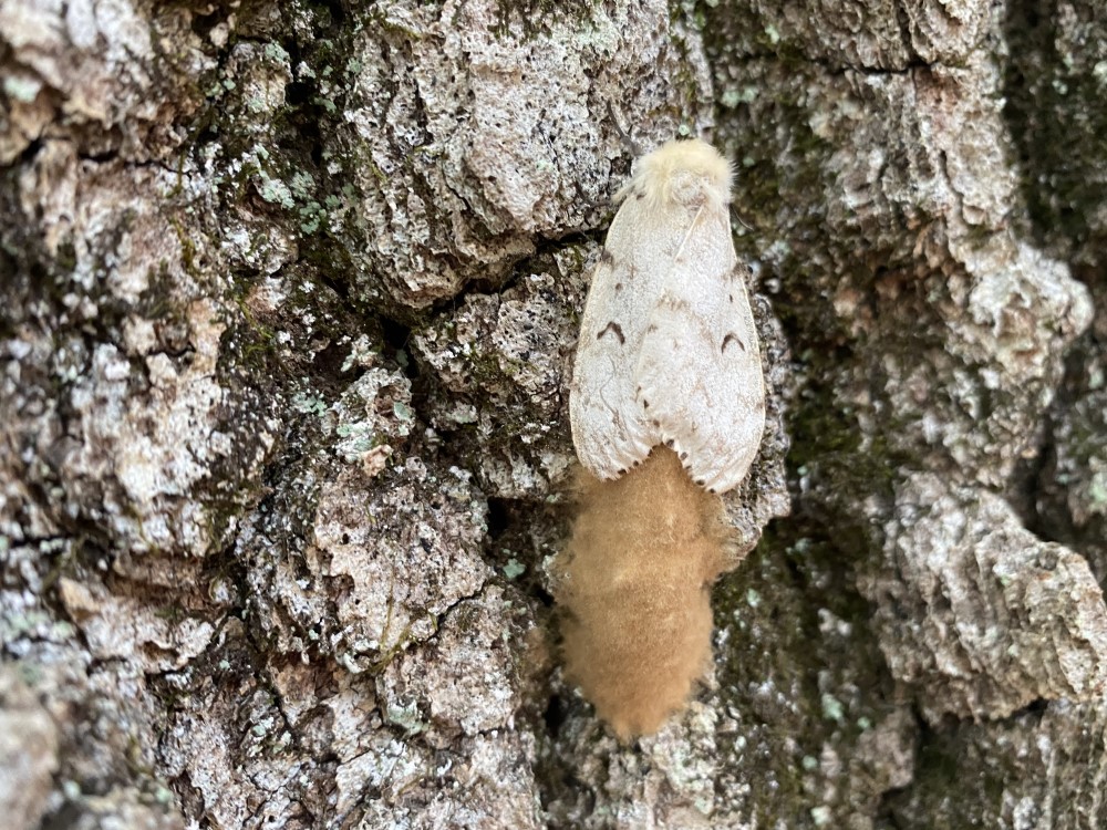 Prepare Now to Combat the Next Spongy Moth Season