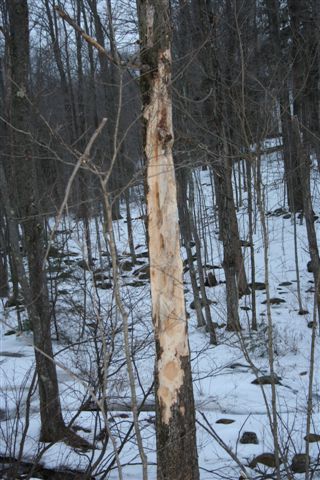 Long Hard Winter for Woodpeckers