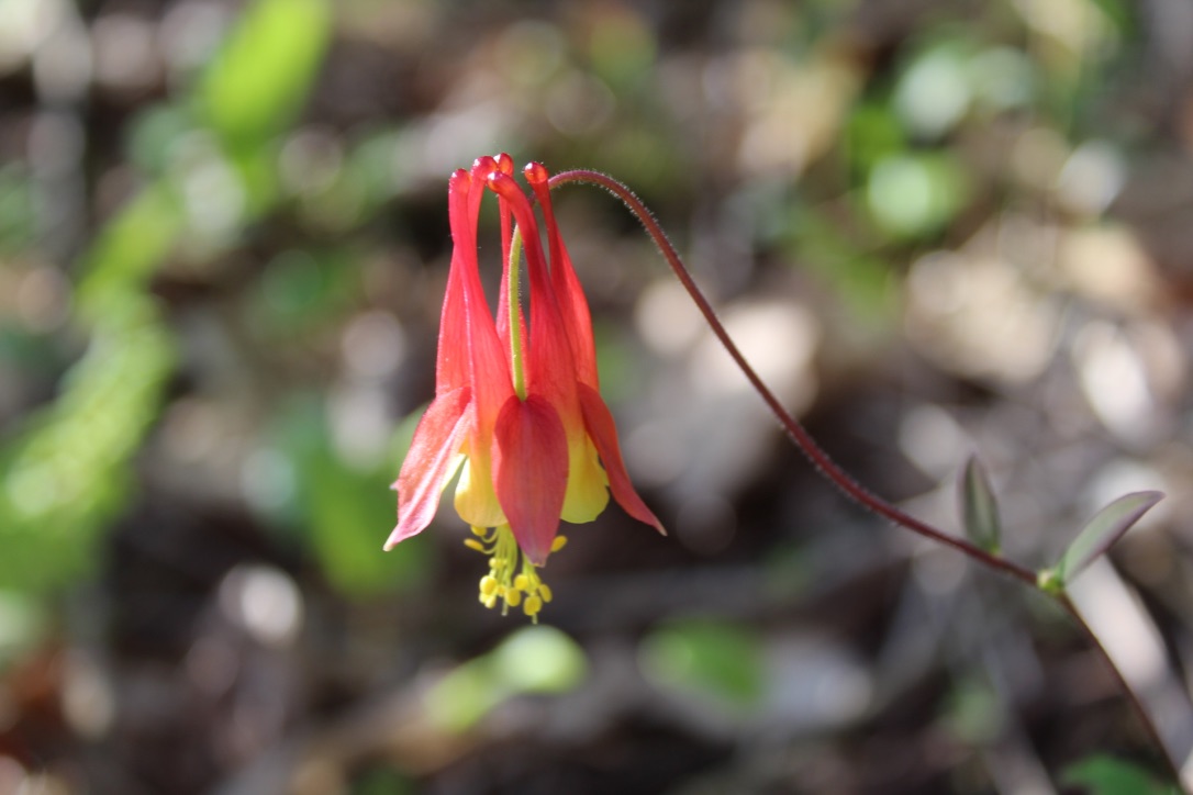 Discovering the Short-Lived Beauty of Wildflowers