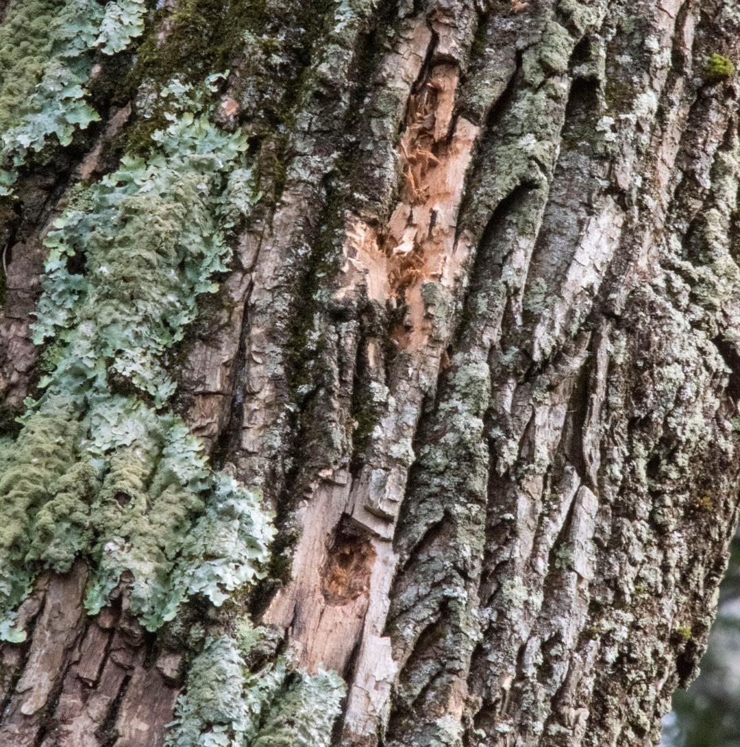 Emerald Ash Borer Is Here