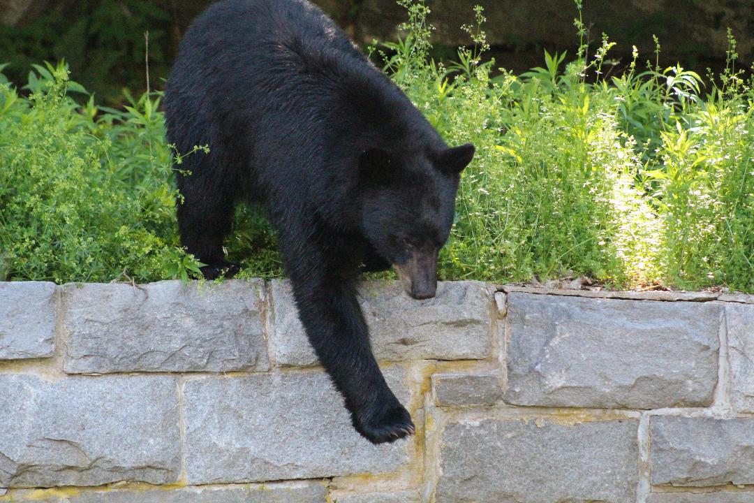 Wildlife Sightings