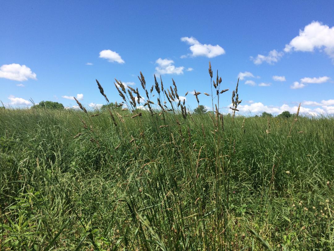 Big Bluestem Beauty Highlights Open Space Availability