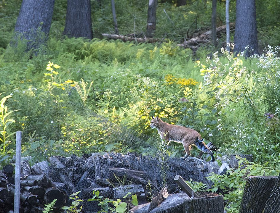 State Biologists Call on Public to Report Bobcat Sightings