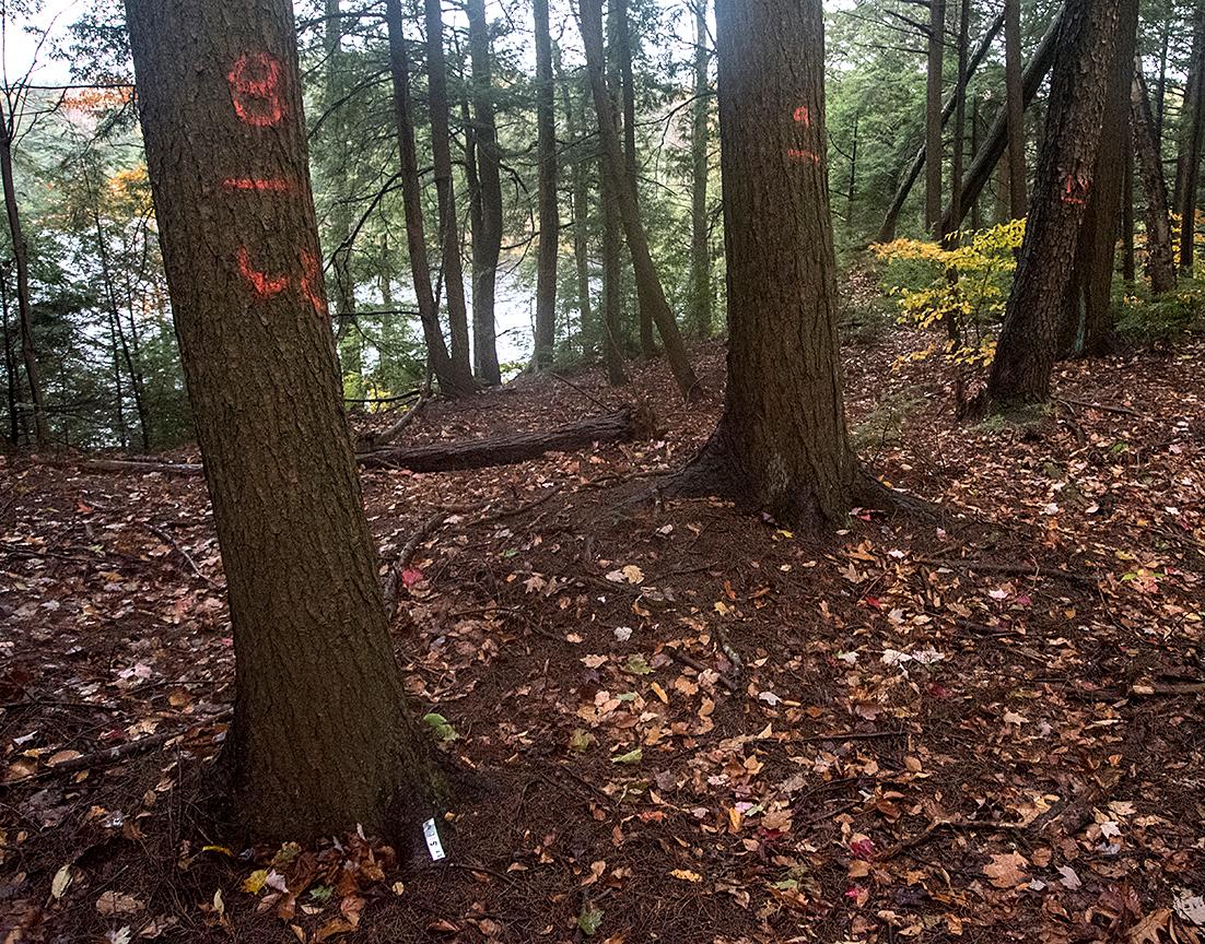 Great Mountain Forest Makes Long-Term Deal to Sell Carbon Credits