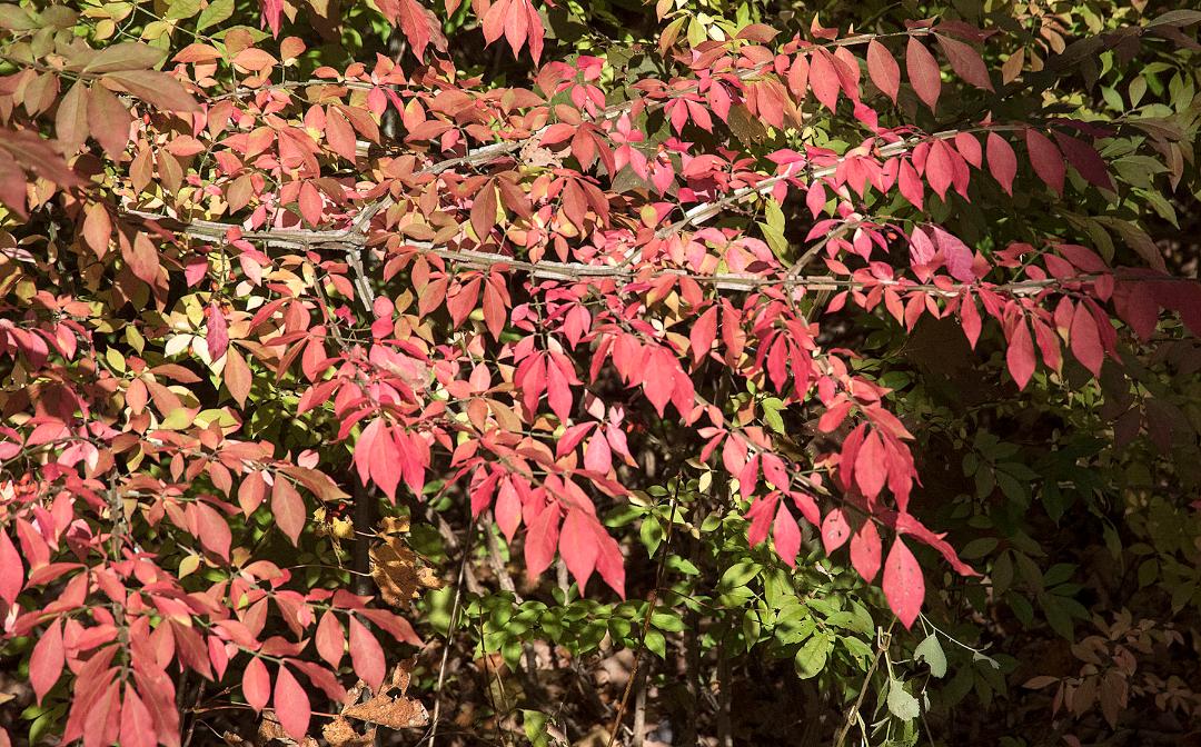 Identifying Invasive Plants in Norfolk’s Village Center