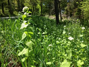 Garlic mustard growing along a roadside in Norfolk.