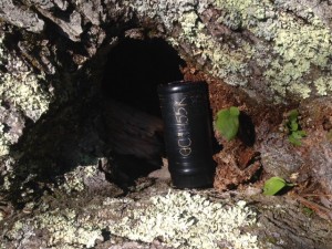 One of the more challenging hiding places for a Norfolk-based cache, a hollowed-out tree.