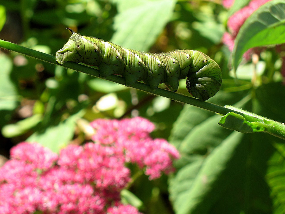 Our Native Wildlife Needs Native Plants