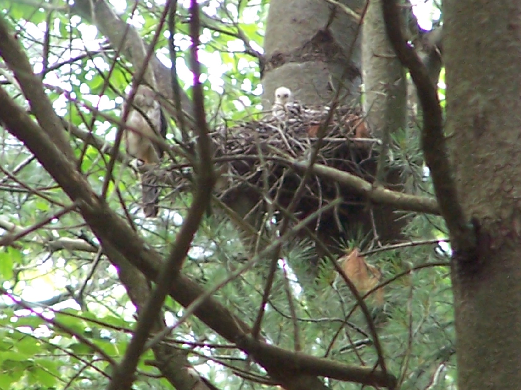 It’s Only Natural: The Summer of the Cooper’s Hawks