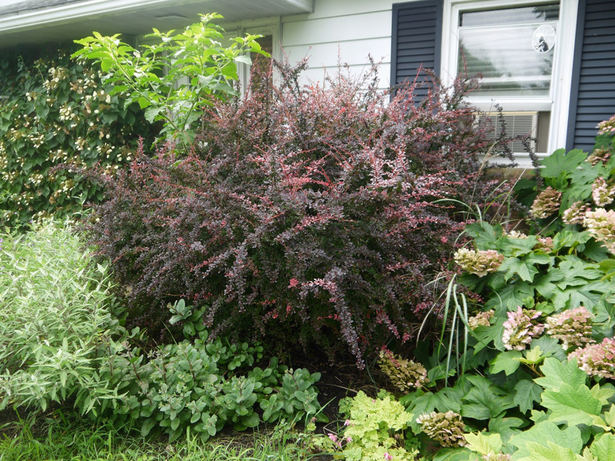 Out with the Invasive, In with the Native