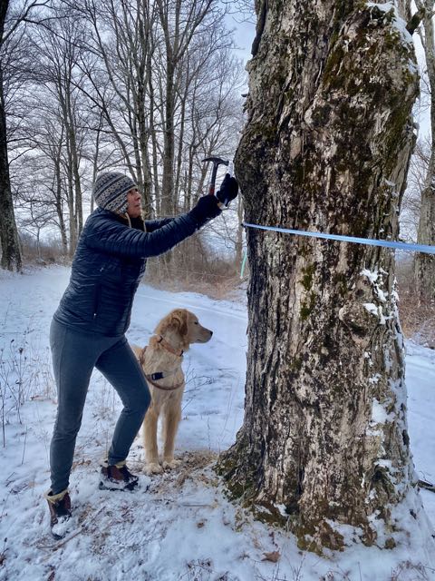 Maple Syrup Makers Experience Unusually Early Sap Season
