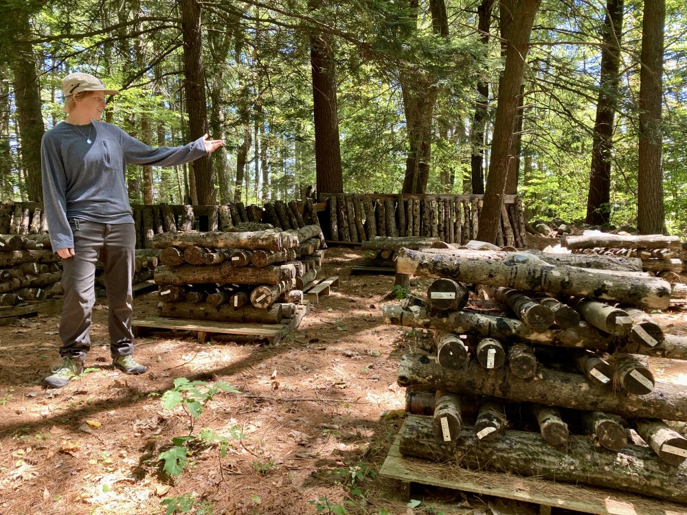 A Bounty of Cultivated and Wild Mushrooms Can Be Found at Husky Meadows Farm