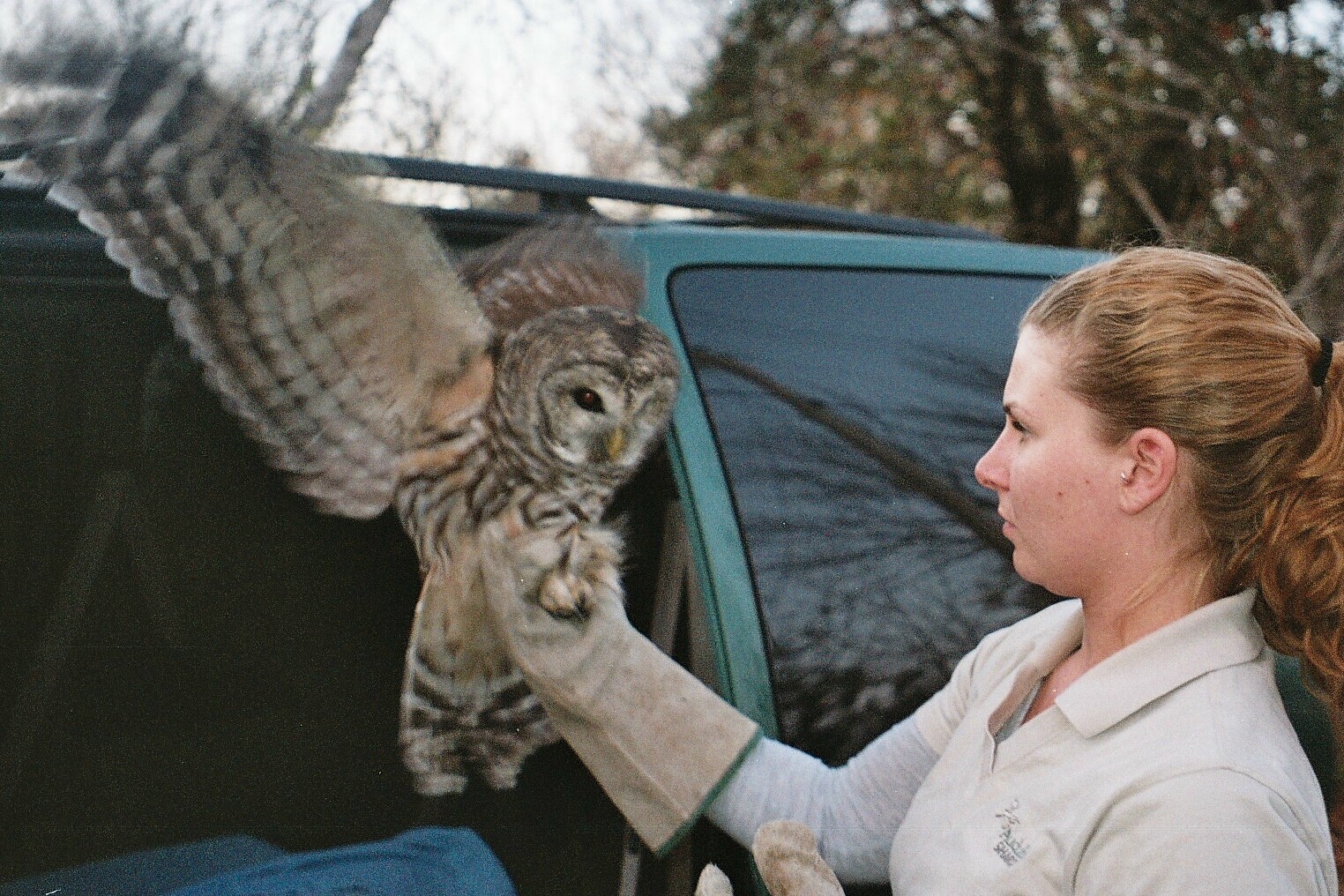 It’s Only Natural: An Owl Encounter