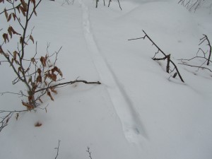 The otter's footprints are visible in the trough of his belly slide.