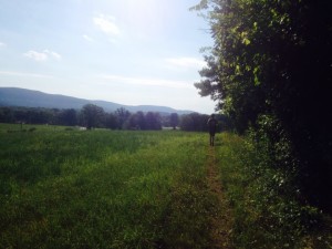 Trail racing takes runners through fields and forests. 