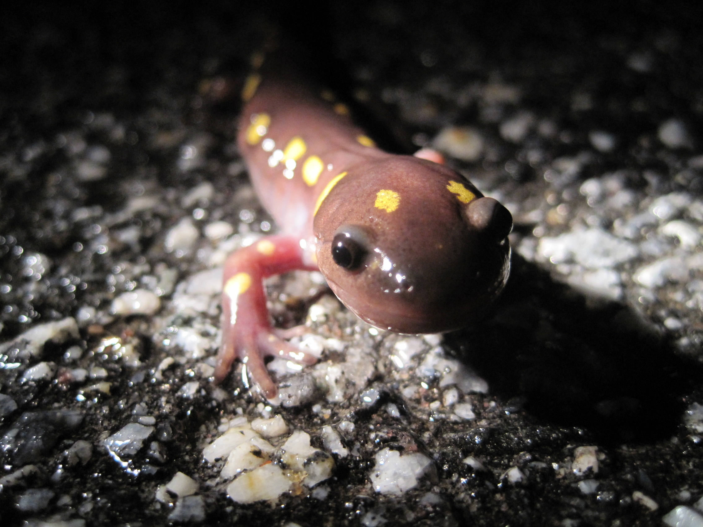 Community Based Conservation of Migratory Amphibians