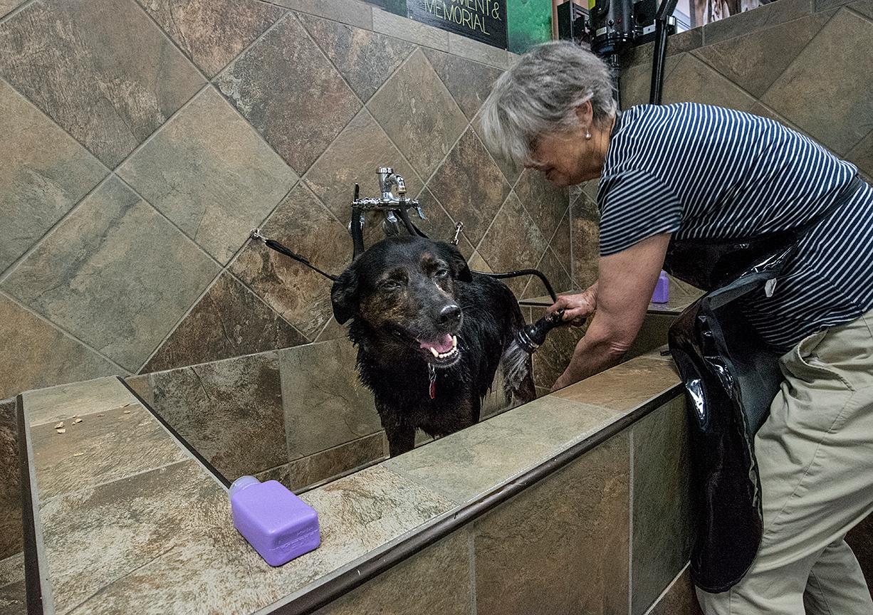 Give Your Pet’s Toilette a Boost