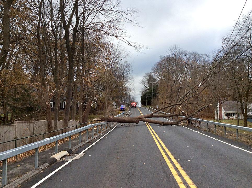 Windthrown Tree Across Route 44