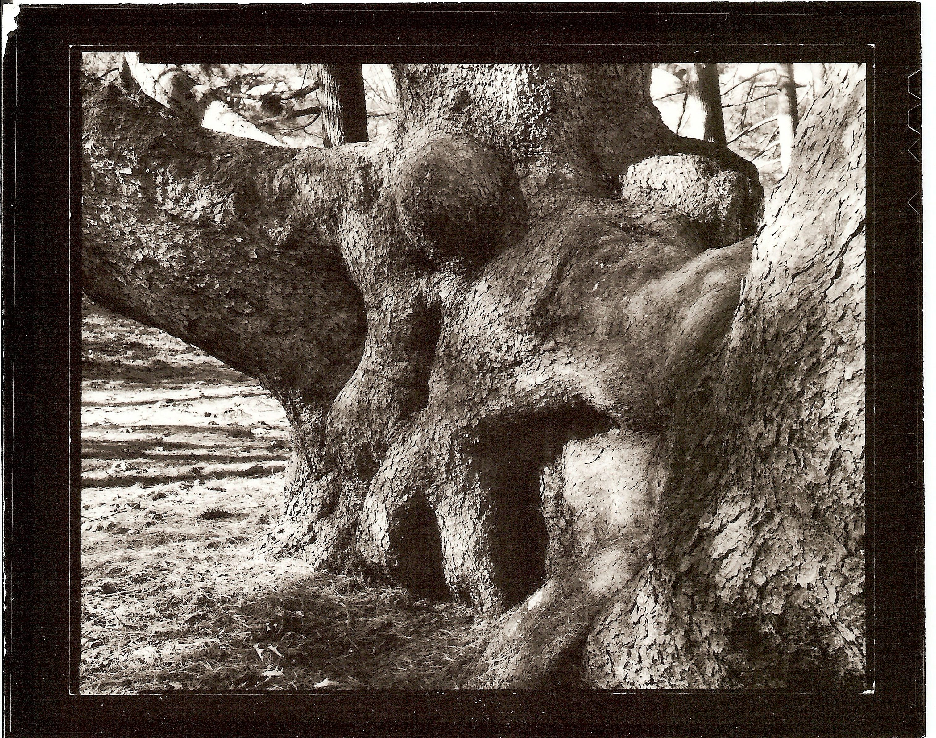 Michaela Murphy: The Spirit of the Tree