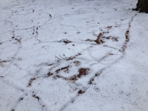 Tunneling under the snow, voles survive harsh winters.