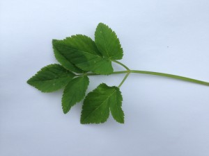 The culprit, a perennial that thrives in shady areas, in all its glory.