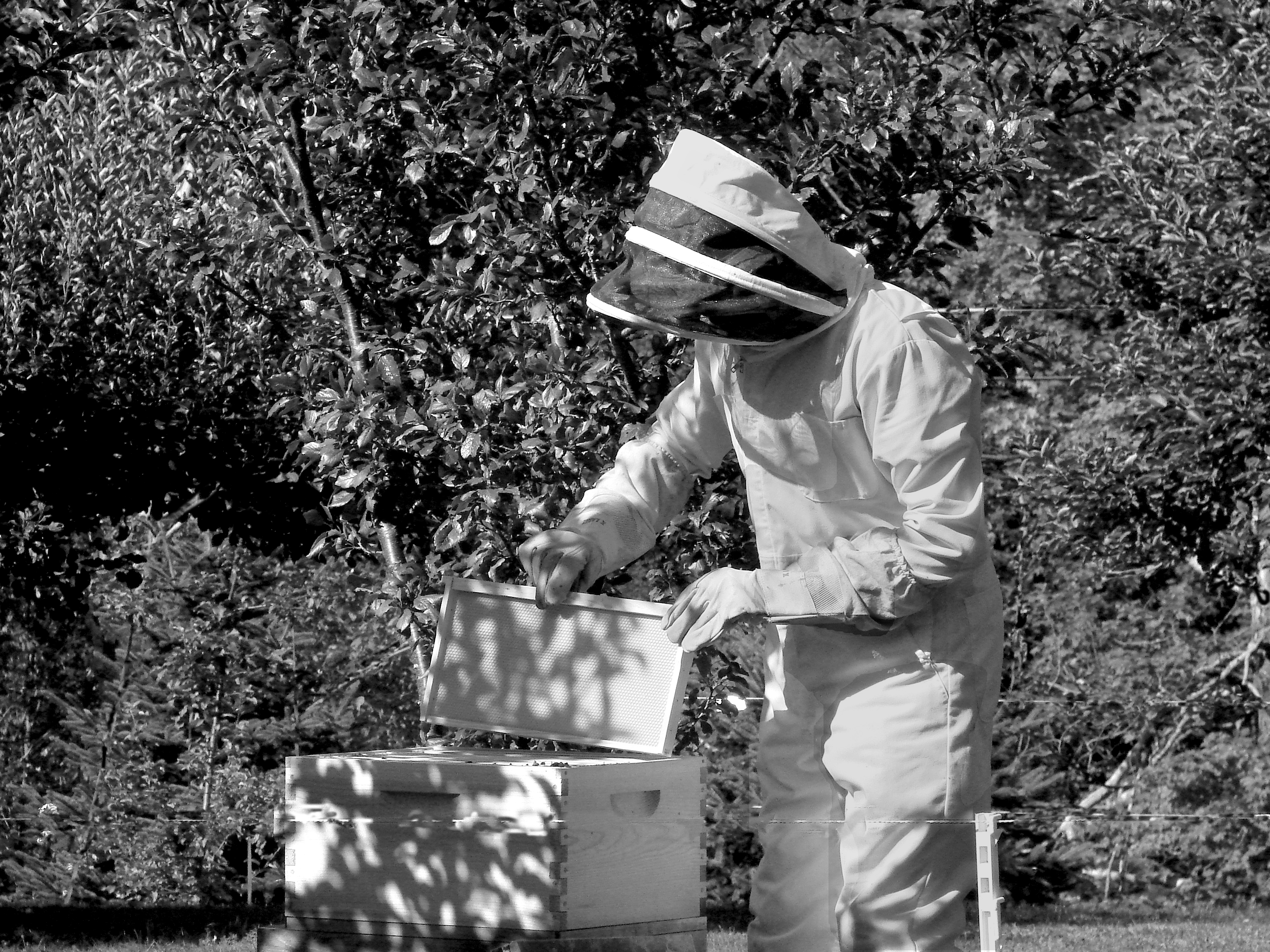 Norfolk’s Beekeepers Face New Challenges